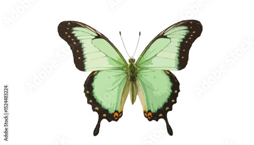 Green butterfly isolated on transparent background 