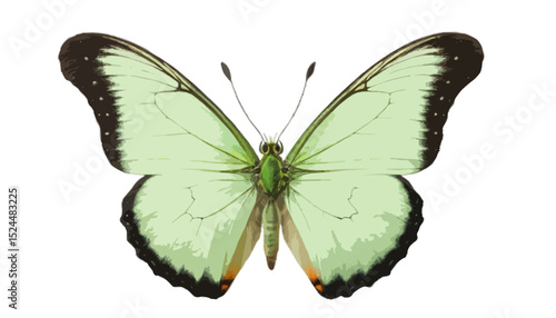 Green butterfly isolated on transparent background 