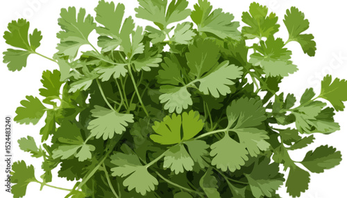 Coriander leaves isolated on transparent background 