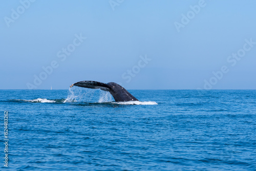 Картината върху платно fluke and peduncle of humpback whale or megaptera novaengliae in banderas bay pu