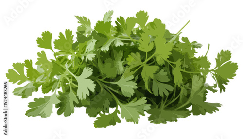Coriander leaves isolated on transparent background 