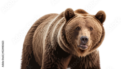  Big brown bear isolated on transparent background 