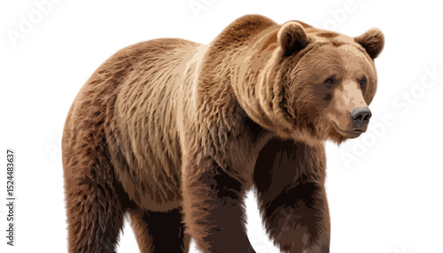  Big brown bear isolated on transparent background 