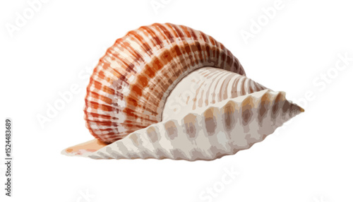 A seashell isolated on transparent background 