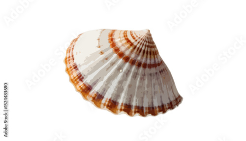 A seashell isolated on transparent background 