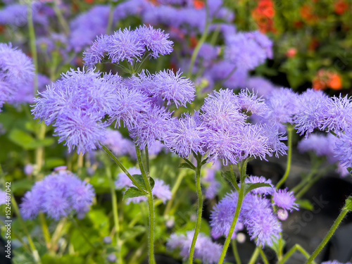 Close-up of lavender ageratum flowers in bloom