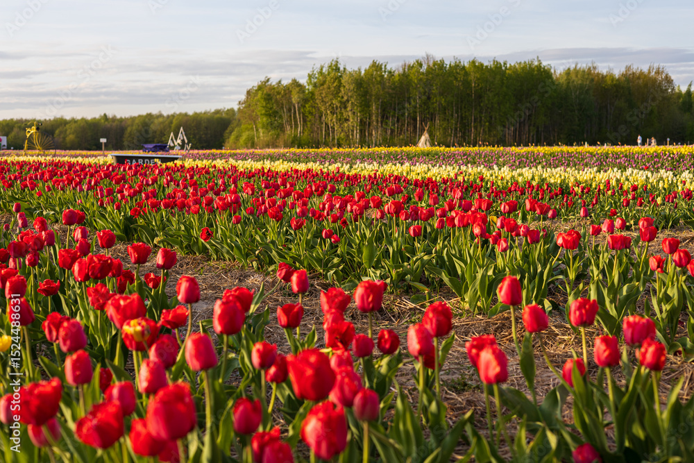 A stunning display of blooming tulips fills the field, showcasing vibrant colors under a vast sky, celebrating the essence of springtime A stunning display of blooming tulips fills the field, showcasing vibrant colors under a vast sky, celebrating the essence of springtime