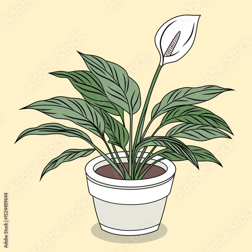 Peace Lily Illustration. Spathiphyllum wallisii. Air Purifying Plant illustration