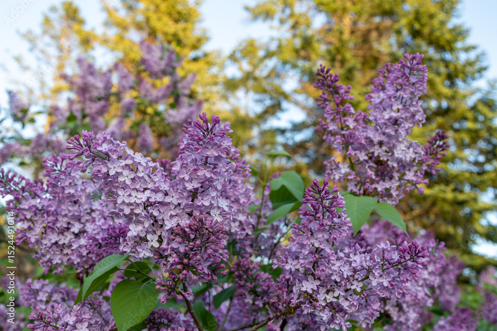 Obraz premium Close up texture background of lilac flower blossoms on a Persian lilac (syringa persica) bush
