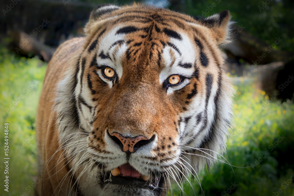 Fototapeta premium Portrait of a Majestic Bengal Tiger