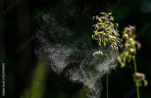 Grass pollen in the air. Hay fever. Seasonal allergy problem. They emerge directly explosively from the cocksfoot grass.