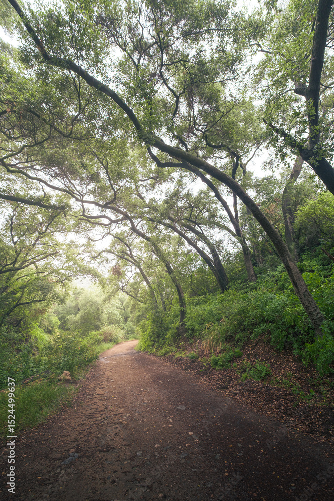 Fototapeta premium Claremont Wilderness Park Trail