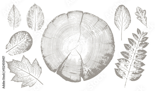 Rustic tree rings and botanical leaf prints. Hand drawn editable line drawings of leaves for trendy vector art or invitation card. 