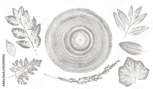 Rustic tree rings and botanical leaf prints. Hand drawn editable line drawings of leaves for trendy vector art or invitation card. 