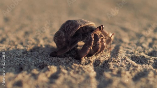 Hermit crab starting days with walking on the sand in beautiful beach
