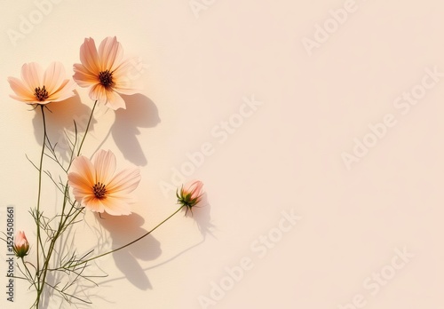 Delicate peach cosmos flowers on pastel cream background
