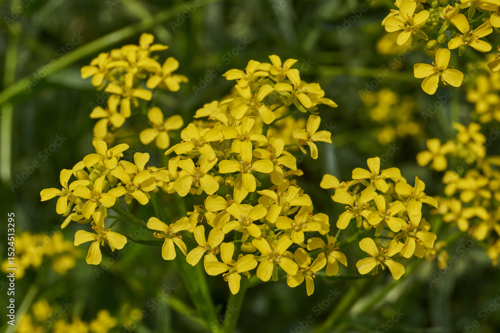 Obraz premium Barbarea vulgaris (lat. Barbarea vulgaris) is blooming in the meadow. Inflorescence Barbarea vulgaris.