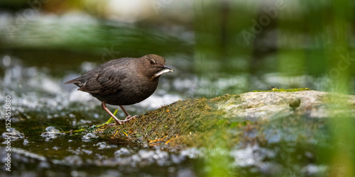Fotografía American Dipper (Cinclus mexicanus) with small fish along a stream in the Oregon Coast Range
