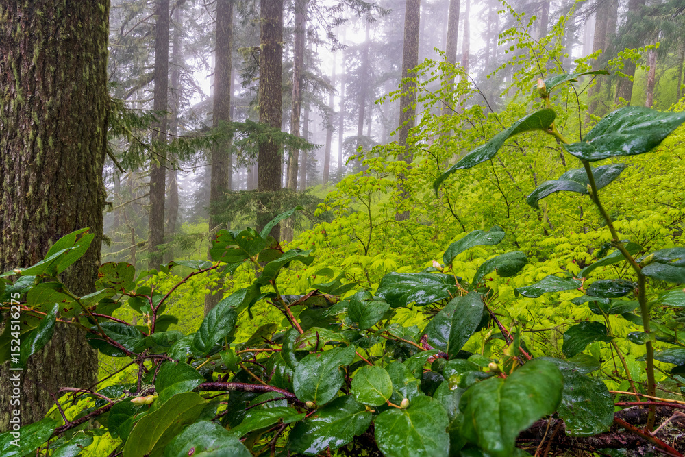 Fototapeta premium Dew drenched understory of an Old-growth Forest in the Oregon Coast Range, Marys Peak National Recreation Area, Oregon