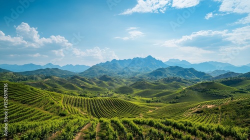 Vineyards in Helan Mountain, Ningxia, rows of grape vines with mountains in the background and blue sky, 8k, vivid colors, tranquility, natural beauty 