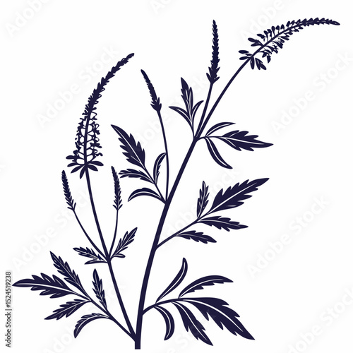 black and white vervain