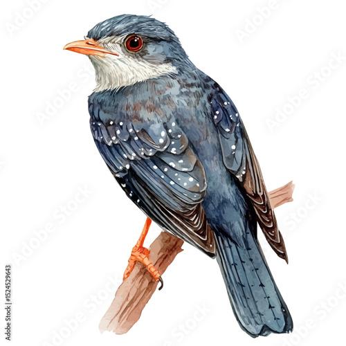 Cuckoo Close Up, watercolor vector, high quality, isolated on a white background.