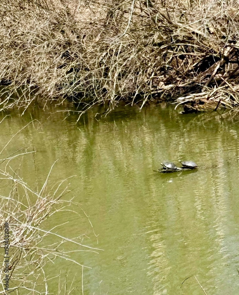 Fototapeta premium duck in the water