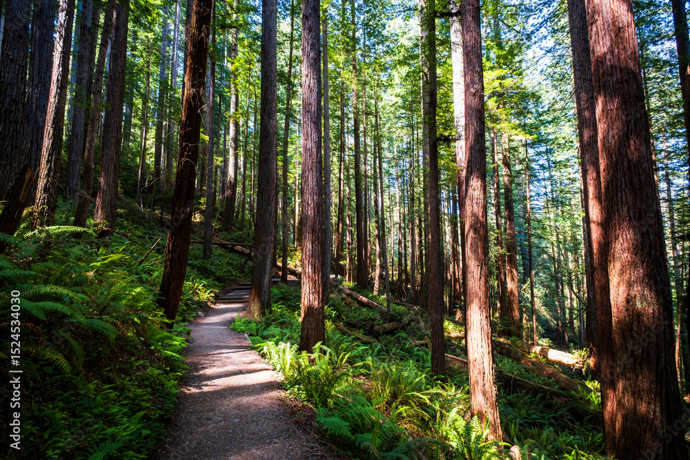 forest trail forest trail