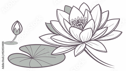 Line art illustration of a water lily flower bud and leaf