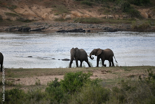 Photography elephants in africa