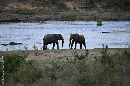 Photography elephants in africa