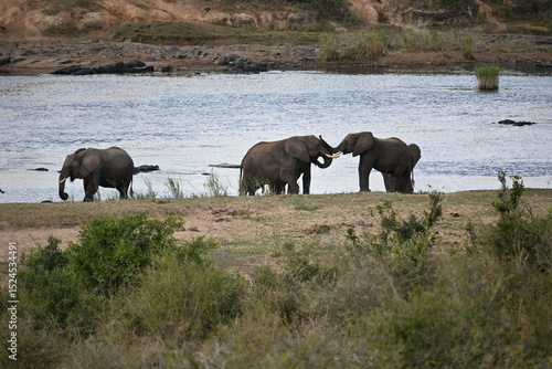 Photography elephants in africa