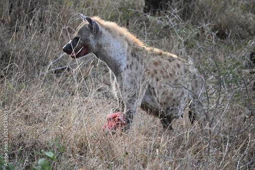 Photography hyena in wild