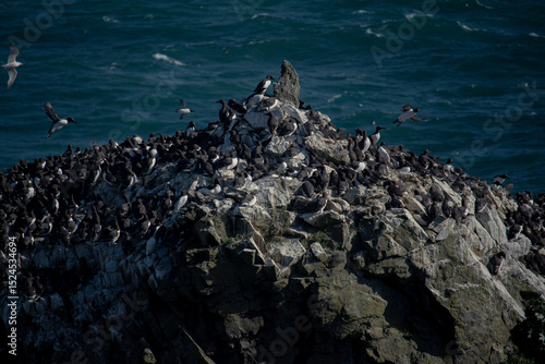 seagulls on the rocks in wales UK