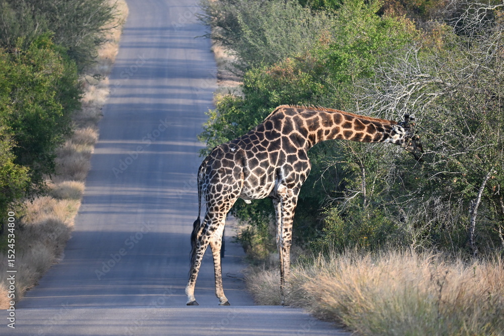 Obraz premium giraffe in the wild