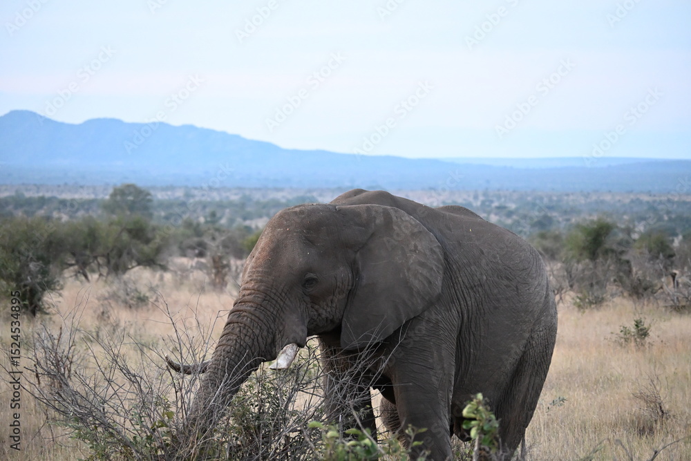 Fototapeta premium elephant in africa 
