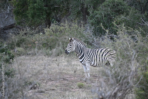 zebras in wild in africa 