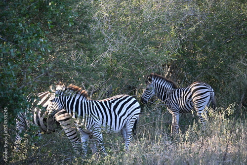 zebras in wild in africa 
