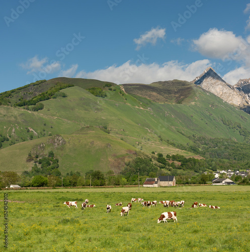 Cows in Pasture Beside Pyrenees.