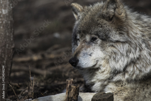 wolf, wild, dog, wildlife, , grey wolf