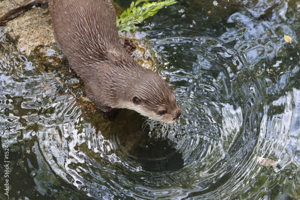 Obraz premium Otter at the pond