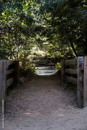 path in the woods
