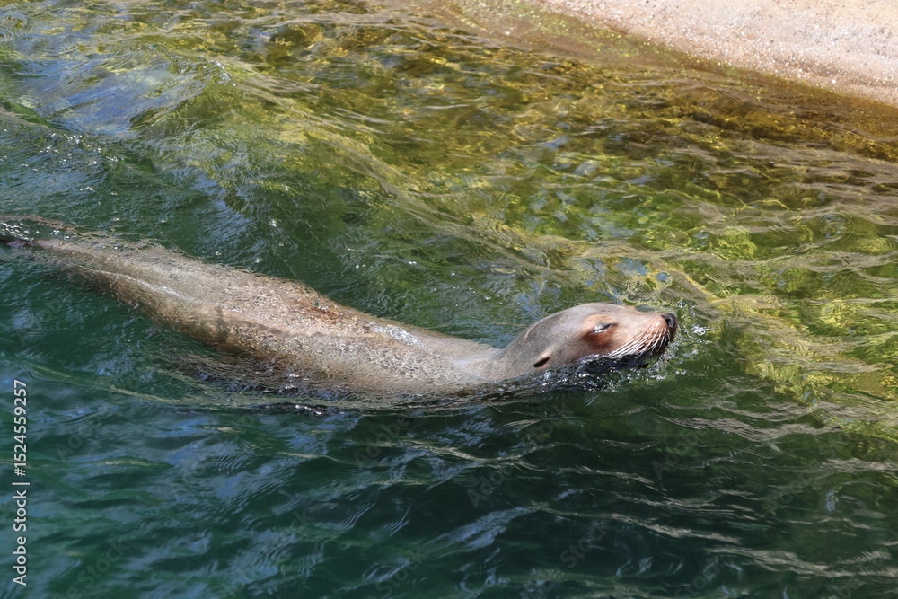 Obraz premium Sea lion swimming