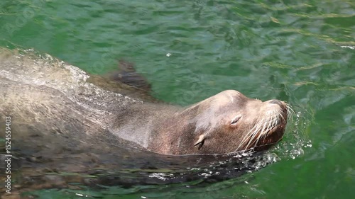 Sea lion swimming