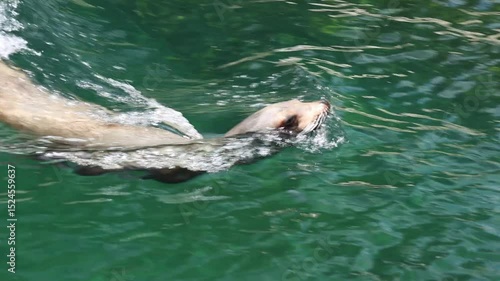 Sea lion swimming