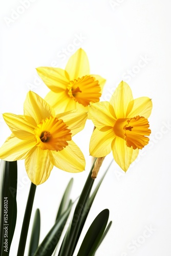 Photo of yellow daffodils on white blank background, dries van note style, studio light, sunlight, spring style, blur effect, movie 4d 