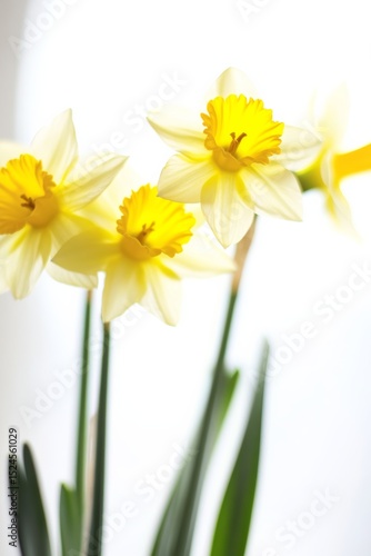 Photo of yellow daffodils on white blank background, dries van note style, studio light, sunlight, spring style, blur effect, movie 4d 