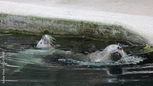 Sea lion swimming
