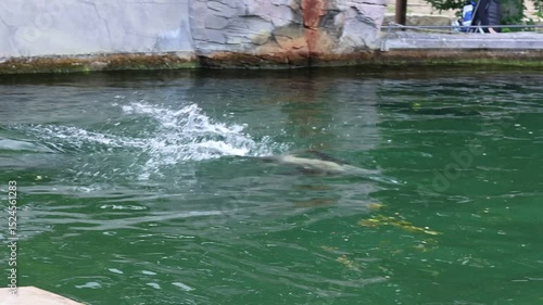 Sea lion swimming