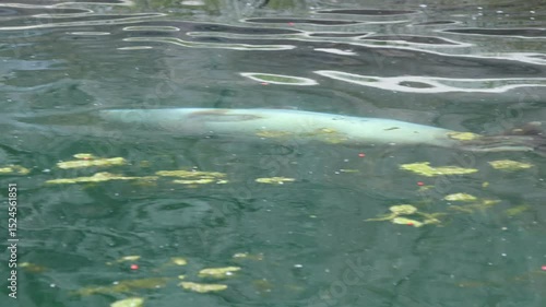 Sea lion swimming
